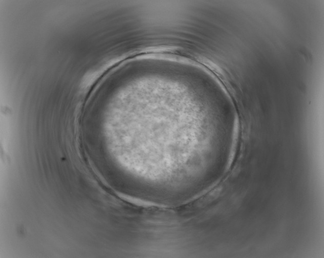 X0000090630337200708071250