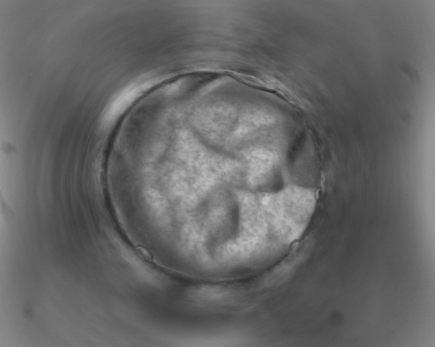 X0000090630341200708071250