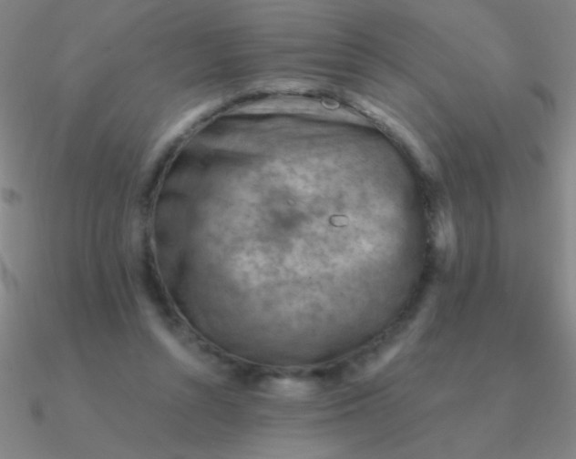 X0000090630352200708071250