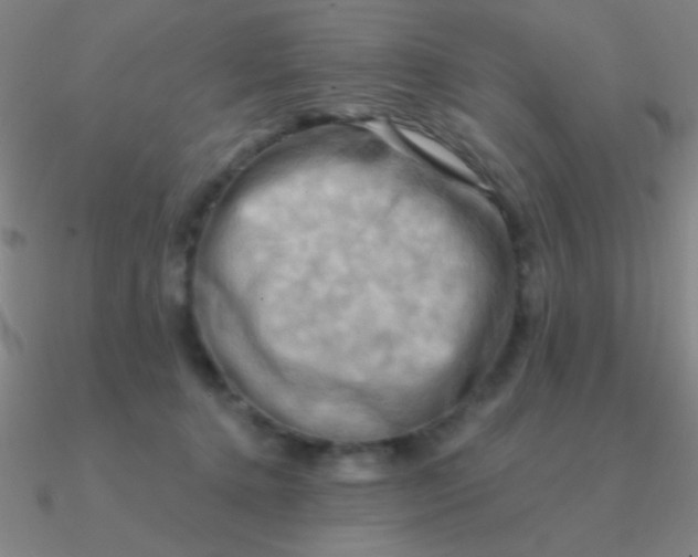 X0000090630368200708071251