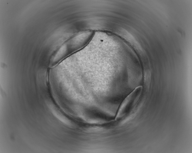 X0000090630397200708071250