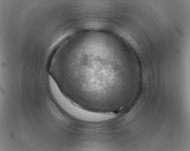 X0000090630399200708071250