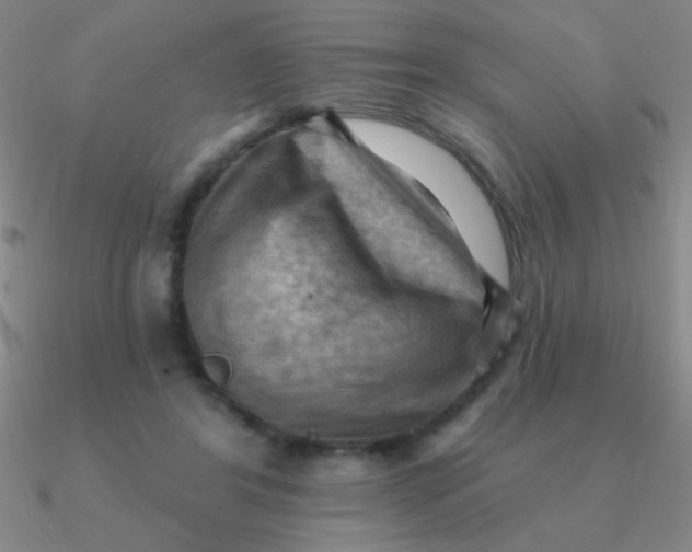 X0000090630404200708071250