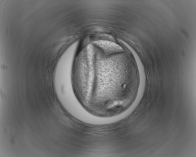 X0000090630423200708071250