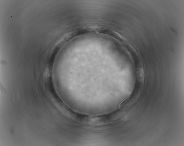 X0000090630472200708071249