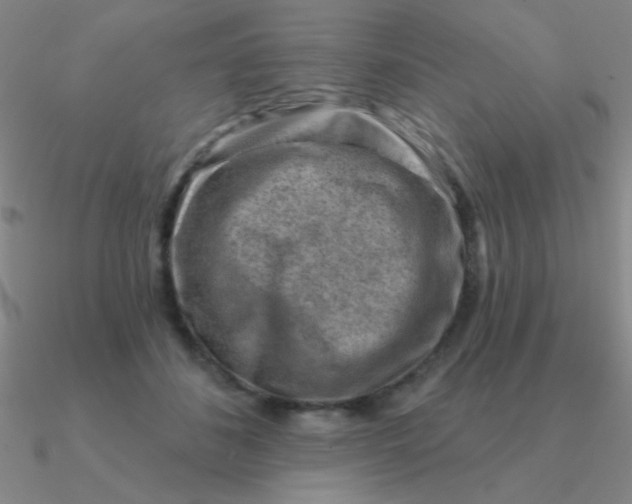 X0000090630508200708071248