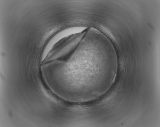 X0000090630538200708071248