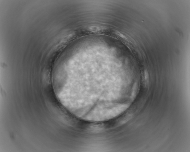 X0000090630606200708071247