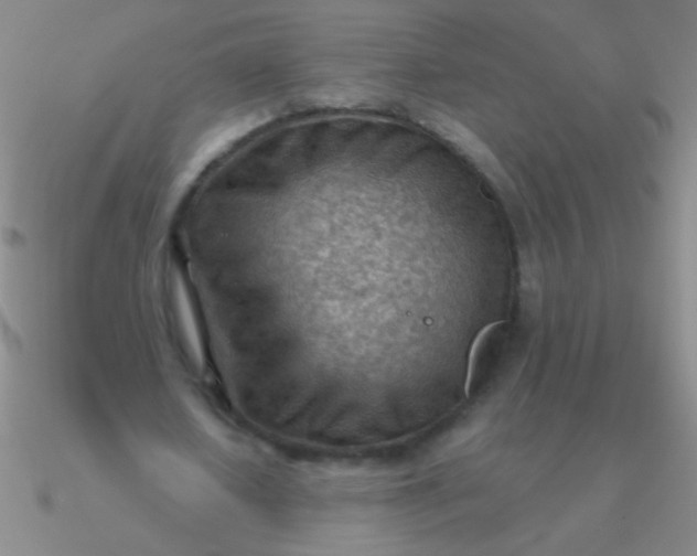 X0000090630626200708071246