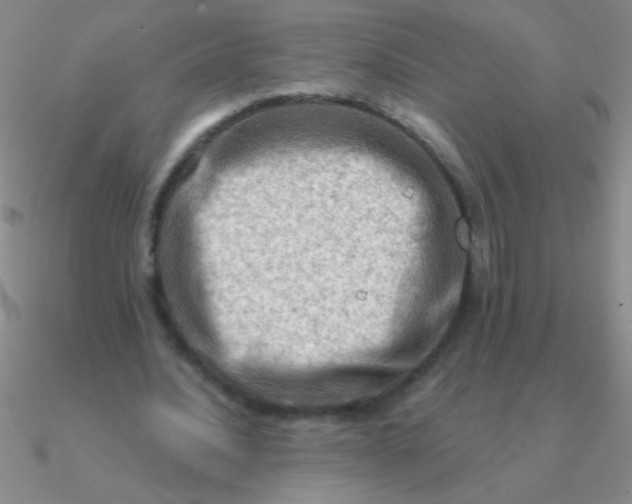 X0000090630628200708071246