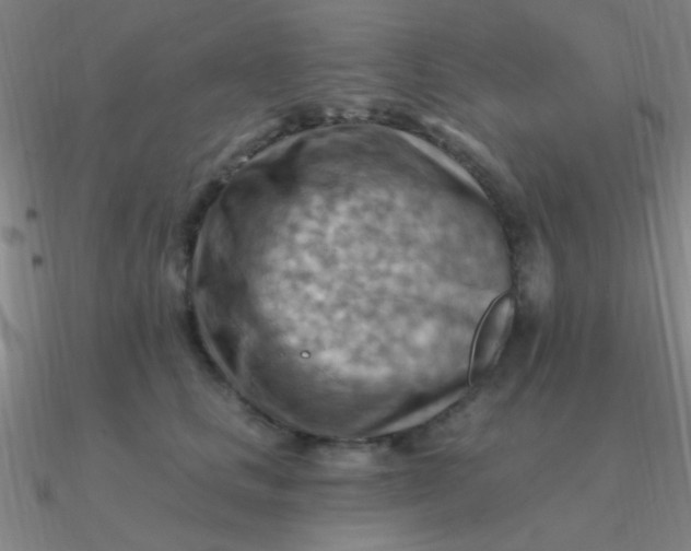 X0000090630661200708071247