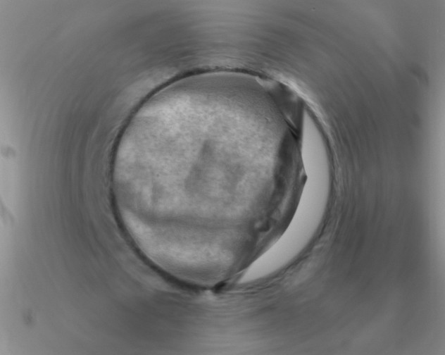 X0000090630673200708071246