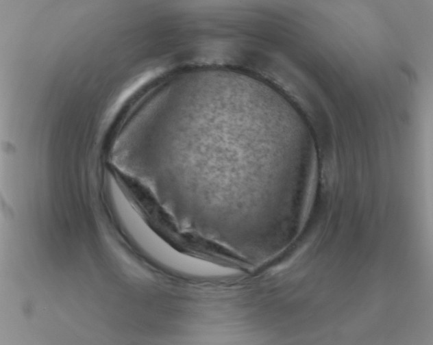 X0000090630722200708071245