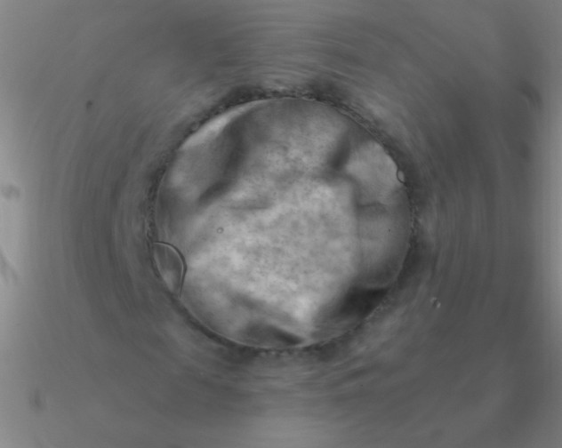 X0000090630817200708071244