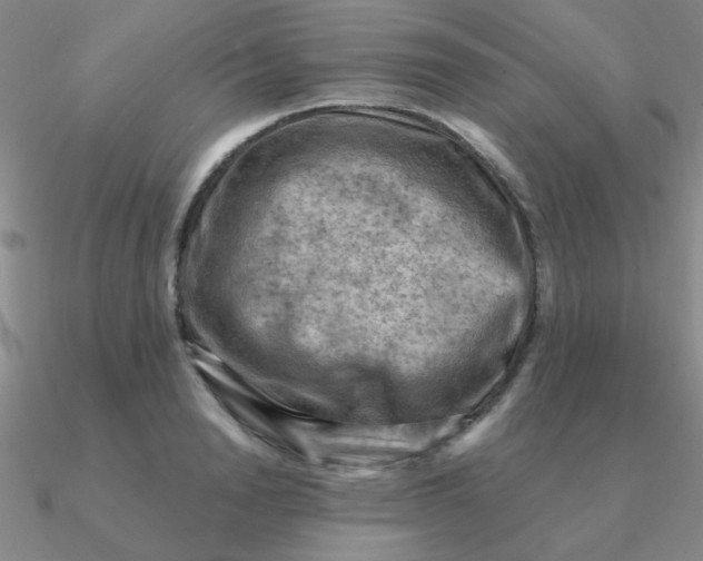 X0000090630846200708071244