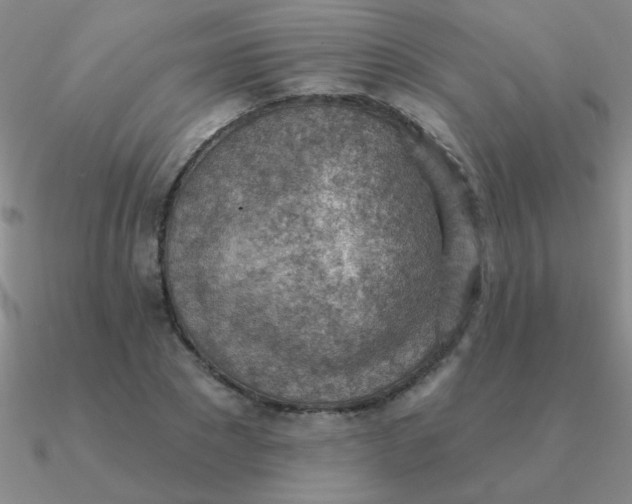 X0000090630881200708071243