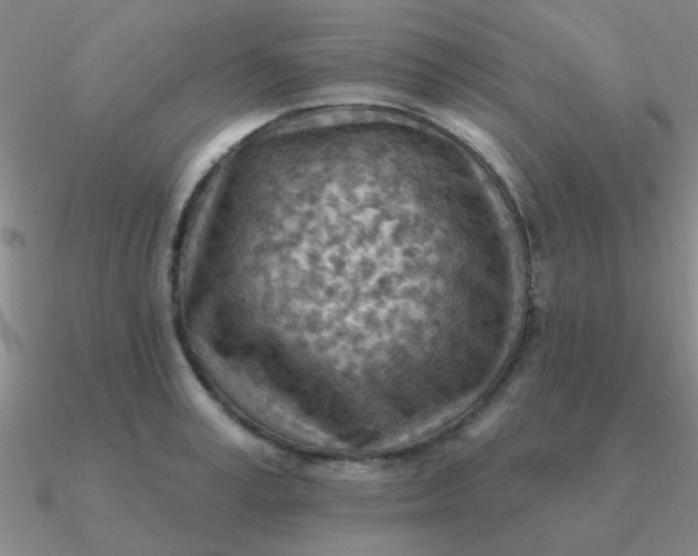 X0000090630995200708071242