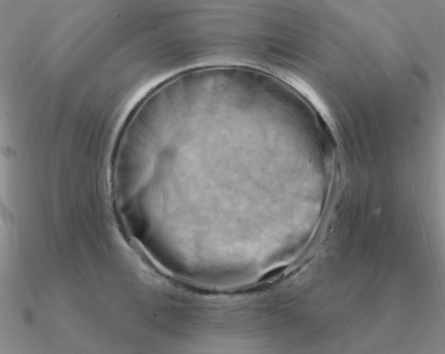 X0000090630996200708071242