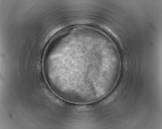 X0000090631025200708071241