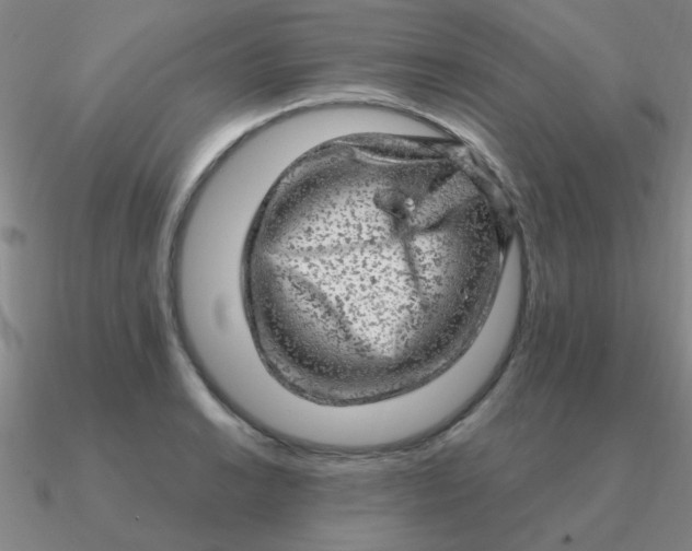 X0000090631038200708071242