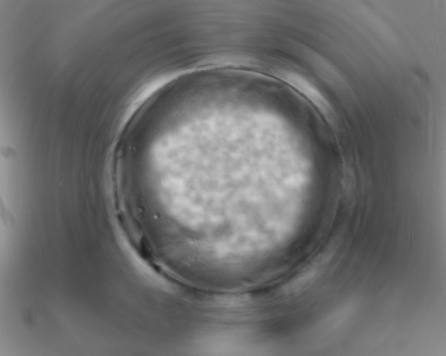 X0000090631055200708071242