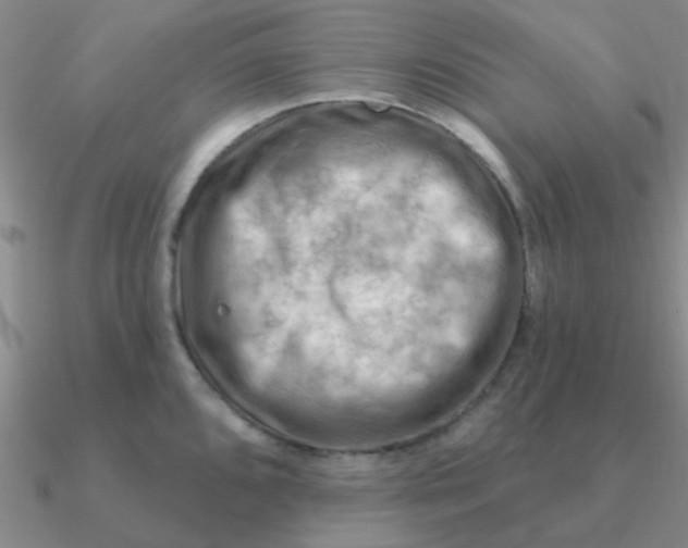 X0000090631096200708071240