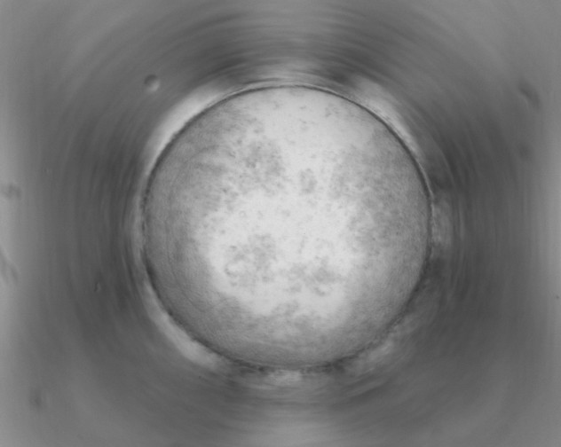 X0000090631098200708071240