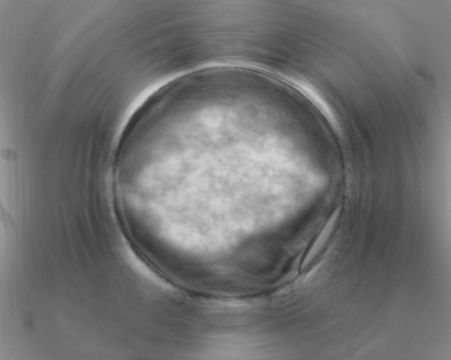 X0000090631100200708071240