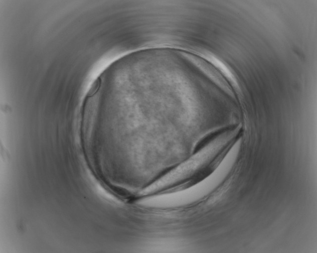 X0000090631102200708071240