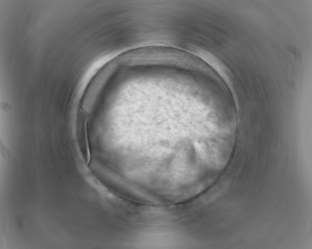 X0000090631104200708071240