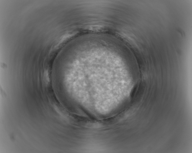 X0000090631106200708071240