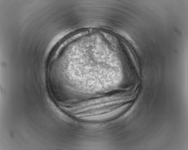 X0000090631122200708071240