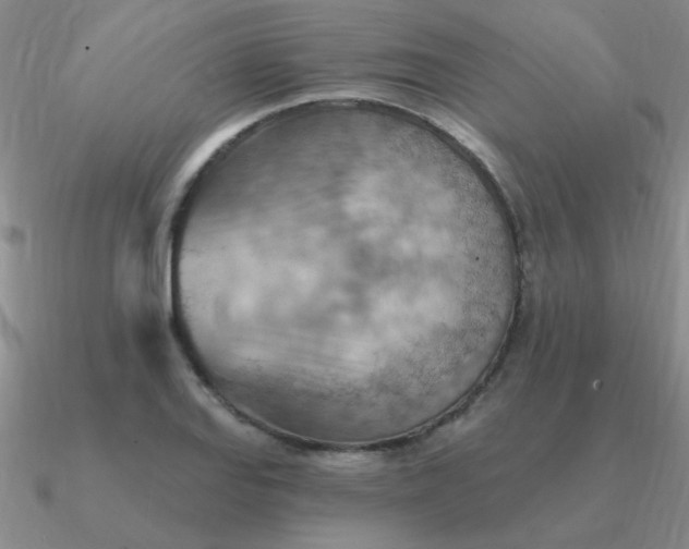 X0000090631127200708071240