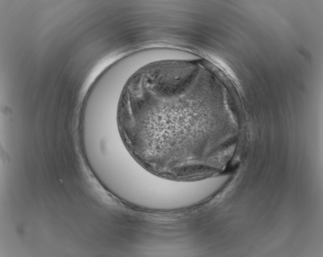 X0000090631138200708071240