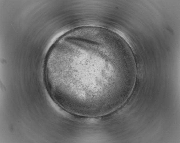 X0000090631139200708071240