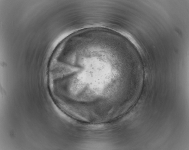 X0000090631143200708071240