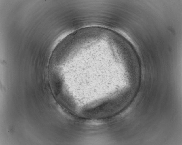 X0000090631145200708071240