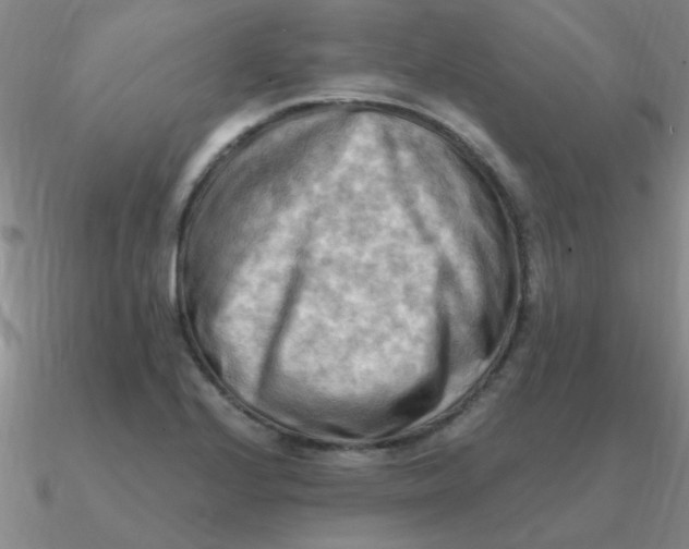 X0000090631224200708071239