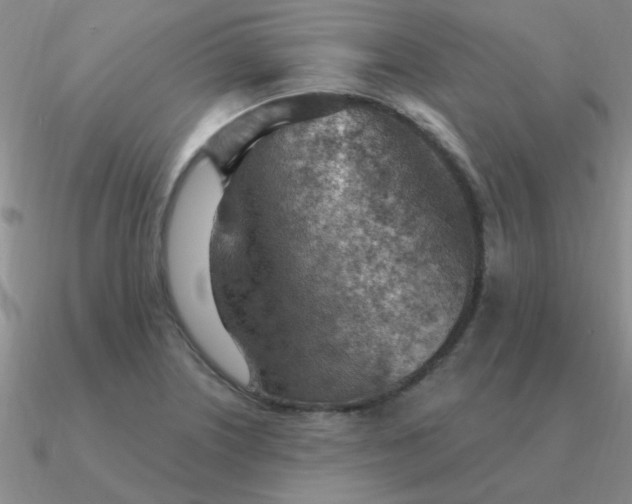 X0000090631226200708071239