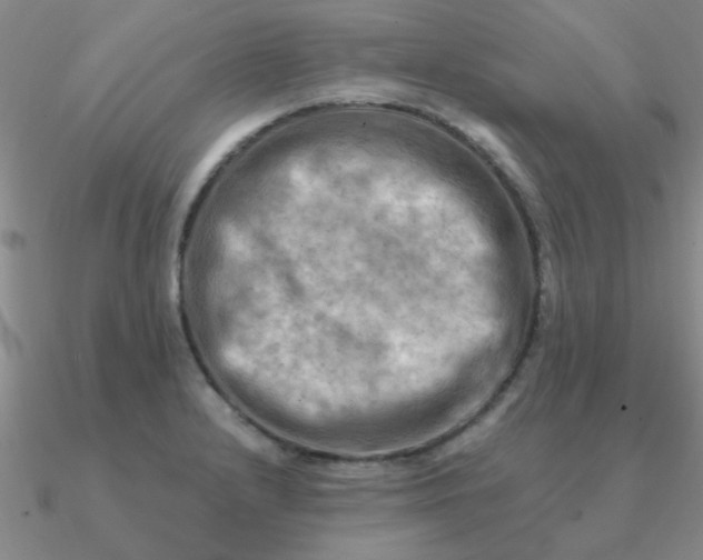 X0000090631232200708071239