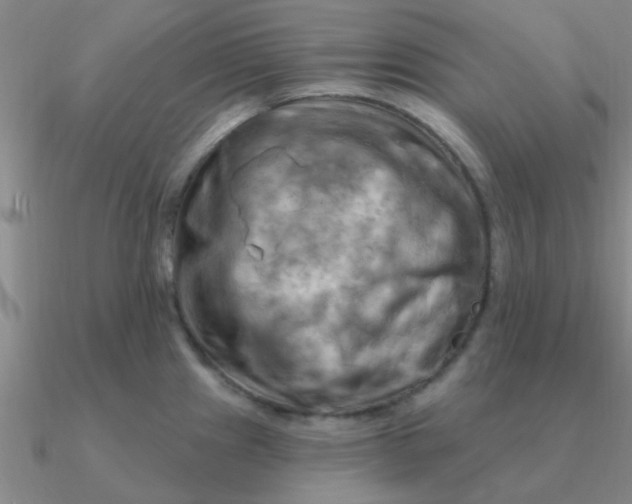 X0000090631241200708071239