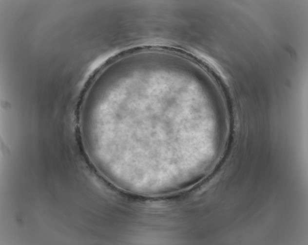 X0000090631264200708071238