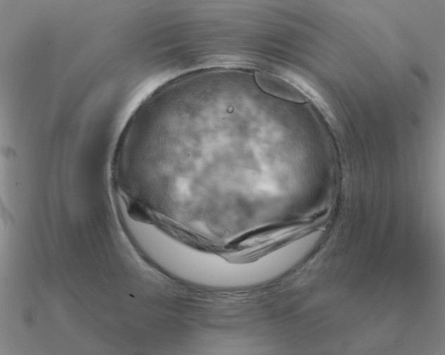 X0000090631283200708071238