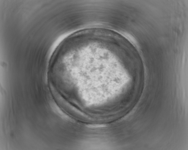 X0000090631296200708071238