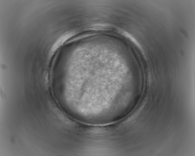 X0000090631362200708071237