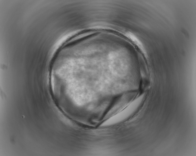 X0000090631376200708071237