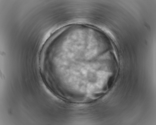 X0000090631382200708071237