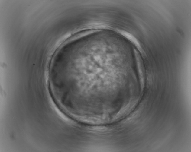 X0000090631383200708071237