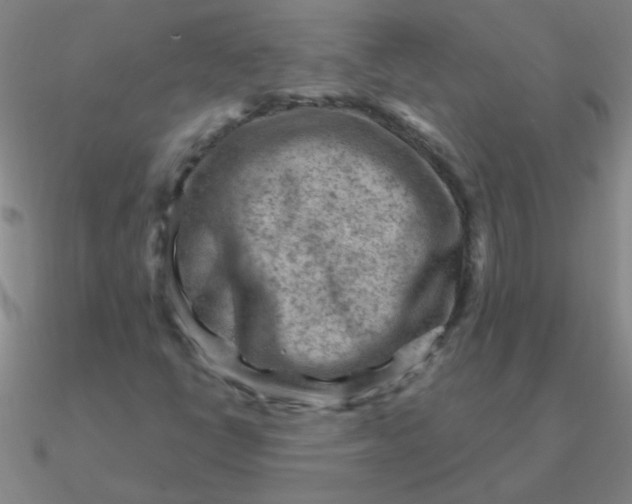 X0000090631398200708071236