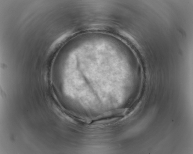 X0000090631403200708071236